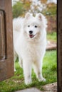 Samoyed dog at the door at home watching the house Royalty Free Stock Photo