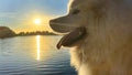 Samoyed dog head close-up on the right side of the screen against the backdrop of sunset The sun shines brightly and Royalty Free Stock Photo