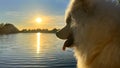 Samoyed dog head close-up on the right side of the screen against the backdrop of sunset The sun shines brightly and Royalty Free Stock Photo