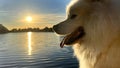 Samoyed dog head close-up on the right side of the screen against the backdrop of sunset The sun shines brightly and Royalty Free Stock Photo