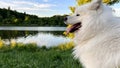 Samoyed dog head close-up on the right side of the screen against the backdrop of sunset The sun shines brightly and Royalty Free Stock Photo