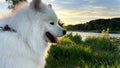 Samoyed dog head close-up on the right side of the screen against the backdrop of sunset The sun shines brightly and Royalty Free Stock Photo