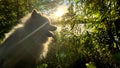 Samoyed dog head close-up on the right side of the screen against the backdrop of sunset The sun shines brightly and Royalty Free Stock Photo