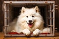 Samoyed dog inside dog crate Royalty Free Stock Photo