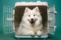 Samoyed dog inside dog crate Royalty Free Stock Photo