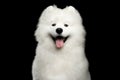 Samoyed dog isolated on Black background