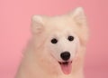 Samoyed dog isolated on the pink background Royalty Free Stock Photo