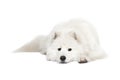 Samoyed dog Royalty Free Stock Photo