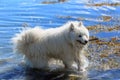 Samoyed dog playing in the water Royalty Free Stock Photo