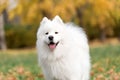 Samoyed dog