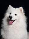 Samoyed dog portrait Royalty Free Stock Photo