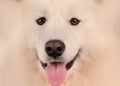 Samoyed dog portrait  close up Royalty Free Stock Photo