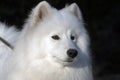 Samoyed dog Royalty Free Stock Photo