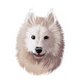 Samoyed dog portrait isolated on white. Digital art illustration of hand drawn dog for web, t-shirt print and puppy food cover
