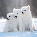 Samoyed Dog Puppies in winter Royalty Free Stock Photo
