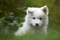 Samoyed dog puppy Royalty Free Stock Photo