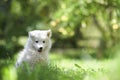 Samoyed dog puppy Royalty Free Stock Photo
