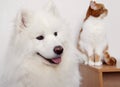 Samoyed dog and the red cat