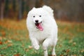 A Samoyed dog is running fast in the autumn park. White fluffy purebred dog shotted in a jump outdoors Royalty Free Stock Photo