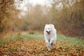 A Samoyed dog is running fast in the autumn park. White fluffy purebred dog shotted in a jump outdoors Royalty Free Stock Photo