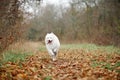A Samoyed dog is running fast in the autumn park. White fluffy purebred dog shotted in a jump outdoors Royalty Free Stock Photo