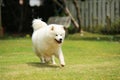 Samoyed dog running unleashed at public park in sunny day. Dog playing at grass field