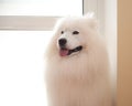 Samoyed dog sits at the door after grooming in the pet salon