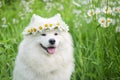 Samoyed dog sits on the grass in chamomile flowers and a wreath of dandelions Royalty Free Stock Photo