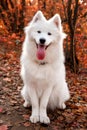 Samoyed Dog sitting in autumn forest near red leaves . Canine background. Walk dog concept