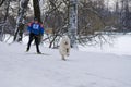 Samoyed Dog Skijoring