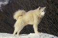 Samoyed Dog, Sledding dog standing on Snow Royalty Free Stock Photo