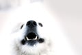 Samoyed dog snout winter Royalty Free Stock Photo