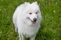 Samoyed dog is standing on a blossoming meadow. Samoiedskaya sobaka or nenetskaya laika. Royalty Free Stock Photo