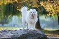 Samoyed dog standing on rock in autumn park