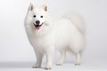 Samoyed Dog Stands On A White Background