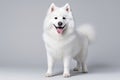 Samoyed Dog Stands On A White Background