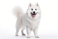 Samoyed Dog Stands On A White Background