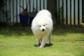 Samoyed dog unleashed at public park in sunny day. Dog playing at grass field