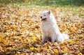 Samoyed dog on walk in autumn park