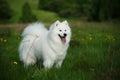 Samoyed dog on a walk in the park