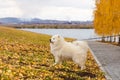 Samoyed dog walking in the city autumn Park Royalty Free Stock Photo