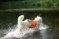 Samoyed dog walking into river for swim happy wagging tail