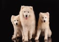 Samoyed dogs isolated on the black background Royalty Free Stock Photo