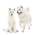 samoyed dogs in studio Royalty Free Stock Photo