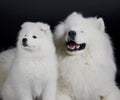 Samoyed dogs