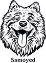 Samoyed - Funny Dog, Vector File, Cut Stencil for Tshirt