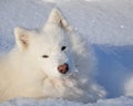 Samoyed lying in the snow