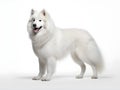 The Samoyed is a medium-sized dog with a thick, white double coat. Generative AI