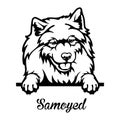 Samoyed Peeking Dog - head isolated on white