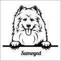 Samoyed - Peeking Dogs - breed face head isolated on white